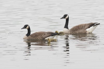 Canadese Gans - Canadian Geese
