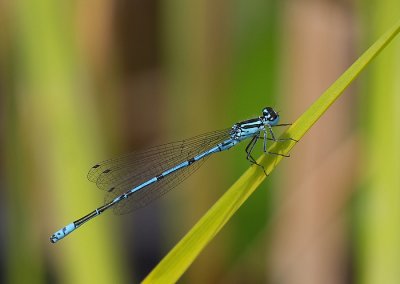 Azuurwaterjuffer - Coenagrion puella)