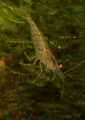 Neocaridina heteropoda heteropoda