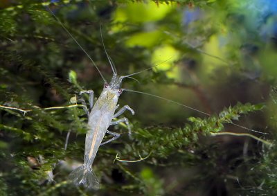 White pearl shrimp