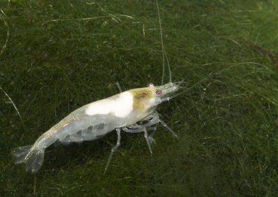 White pearl shrimp