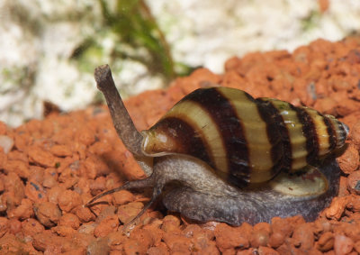 tropical snails