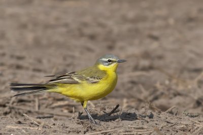 Gele Kwikstaart - Yellow Wagtail