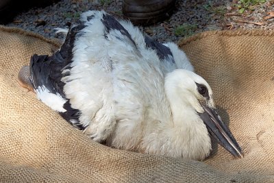 Ooievaars - Storks