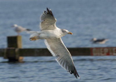 Zivermeeuw - Herring Gull
