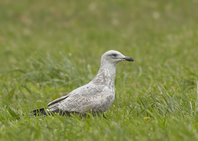 Zilvermeeuw - Herring Gull