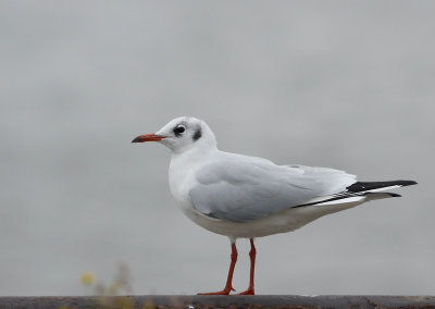 Kokmeeuw - Black-headed Gull