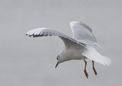Kokmeeuw - Black-headed Gull