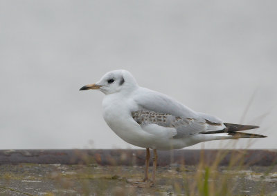Kokmeeuw - Black-headed Gull