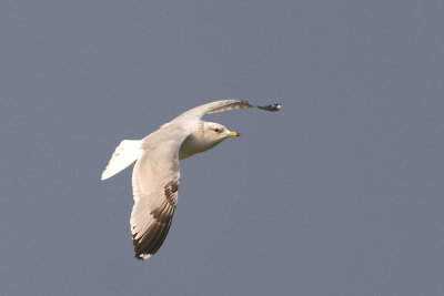 Stormmeeuw -Common Gull