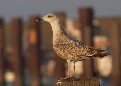 Zilvermeeuw - Herringgull