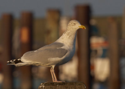 Zilvermeeuw - Herringgull