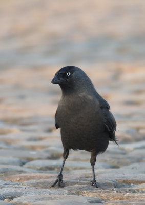 Kauw - Jackdaw