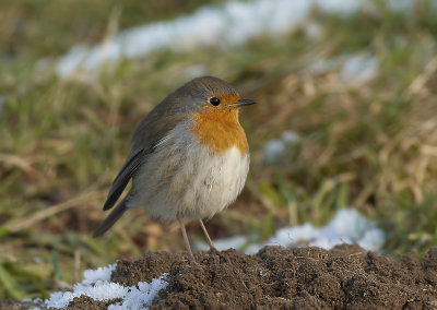 Roodborst - Robin