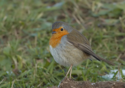Roodborst - Robin