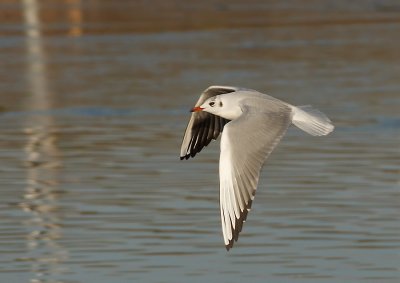 Kokmeeuw - Black-headed Gull