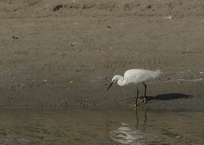 Kleine Zilverreiger - Little Egret