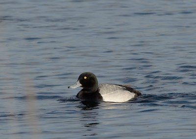 Toppereend - Greater Scaup