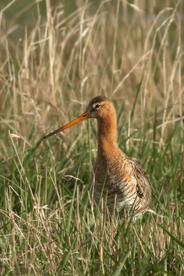 Grutto - Blacktailed Godwit