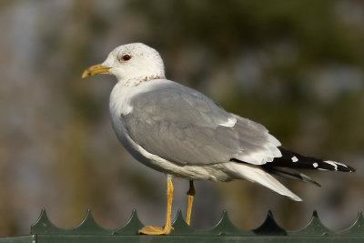 Stormmeeuw - Common Gull