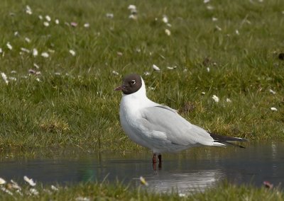 Kokmeeuw - Black-headed Gull