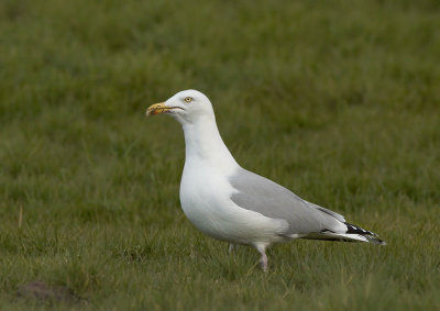 Zilvermeeuw - Herringgull