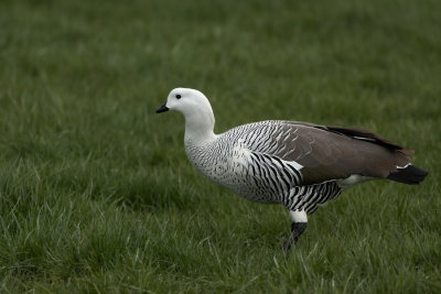 Maghelaengans - Upland Goose