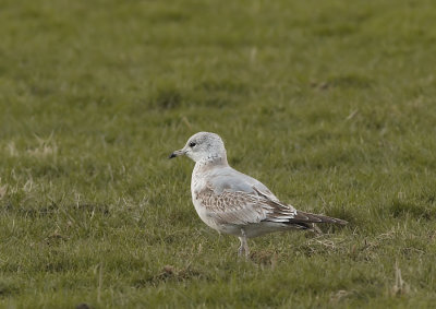 Stormmeeuw - Common Gull