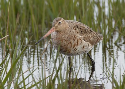 Grutto - Blacktailed Godwit