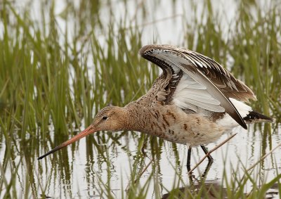 Grutto - Blacktailed Godwit