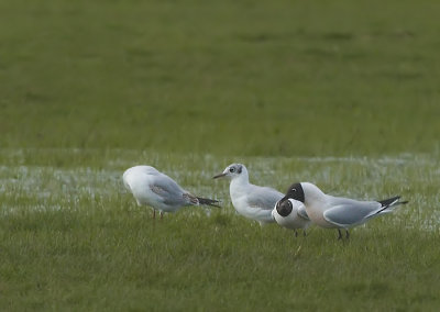 Kokmeeuw - Black-headed Gull