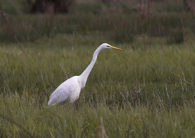 Grote zilverreiger - Great White Egret