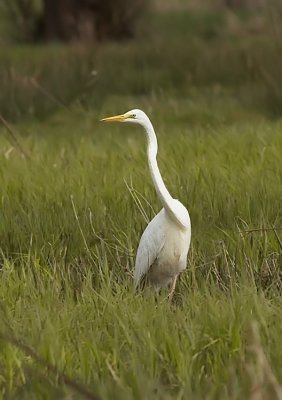 Grote zilverreiger - Great White Egret