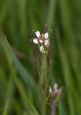 Kleine veldkers  - Cardamine hirsuta