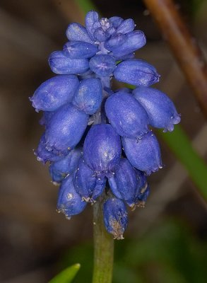 Blauw Druifje - Muscari botryoides