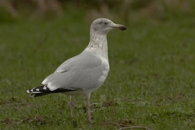 Zilvermeeuw - Herringgull