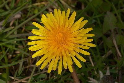 Paardebloem - Taraxacum officinalis