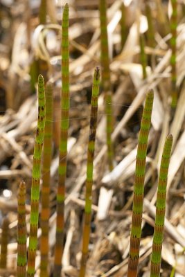 Holpijp - Equisetum fluviatile