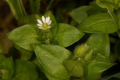 Vogelmuur - Stellaria media