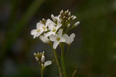 Pinksterbloem - Cardamine pratensis