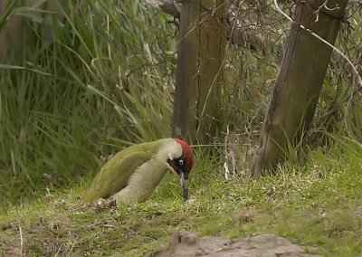 Groene Specht - Green Woodpecker