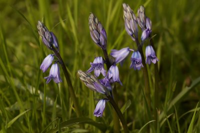 Boshyacint - Hyacinthoides non-scripta
