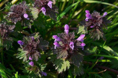 Ingesneden dovenetel - Lamium hybridum