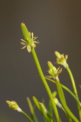 Muizenstaartje - Myosurus minimus