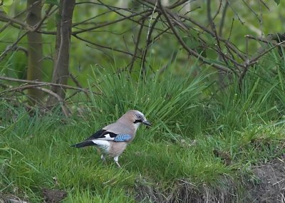 Vlaamse Gaai - Eurasian Jay