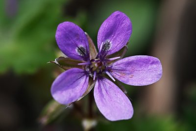 Gewone Reigersbek - Erodium cicutarium