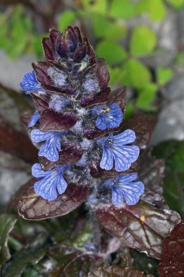 Kruipend zenegroen  - Ajuga reptans