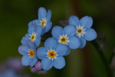 Vergeet-me-nietje - Myosotis spec
