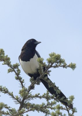 Ekster - Magpie