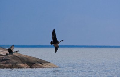 Canada geese